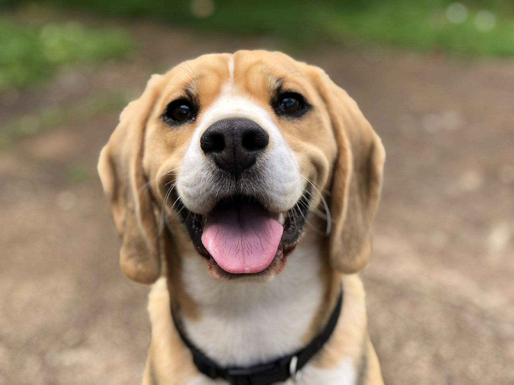 A dog waiting for its forever home