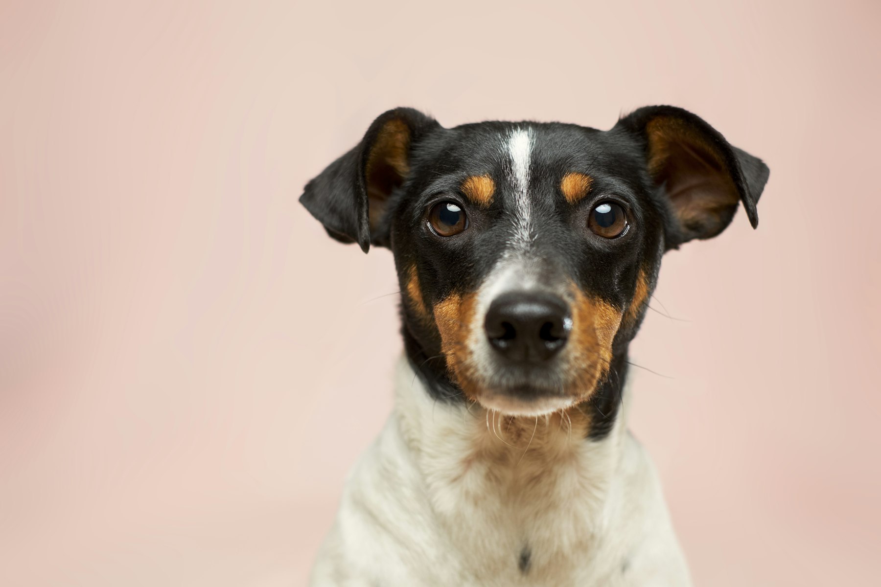 A festive gathering of dogs and their people at a Homeward Bound fundraiser