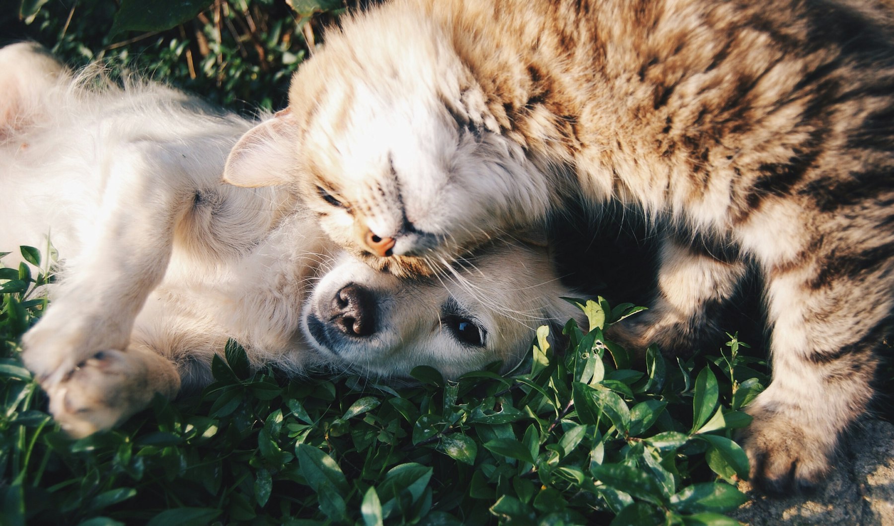 A person and a happy rescued dog together outdoors
