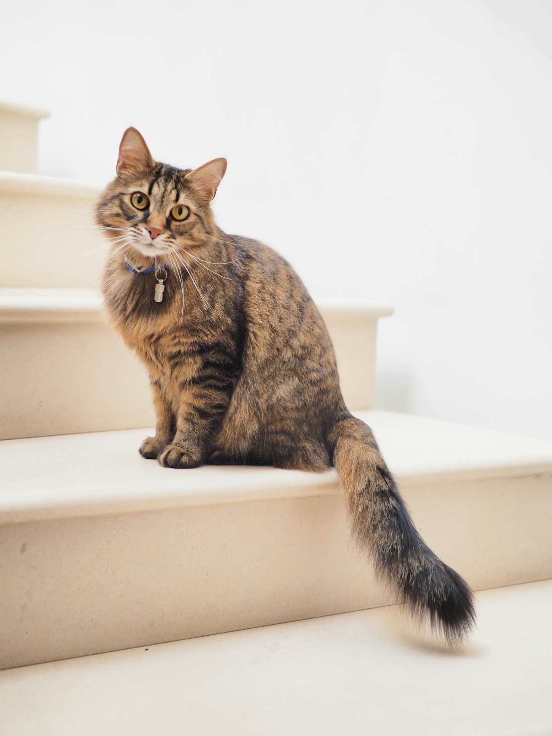 A kitten looking for a home