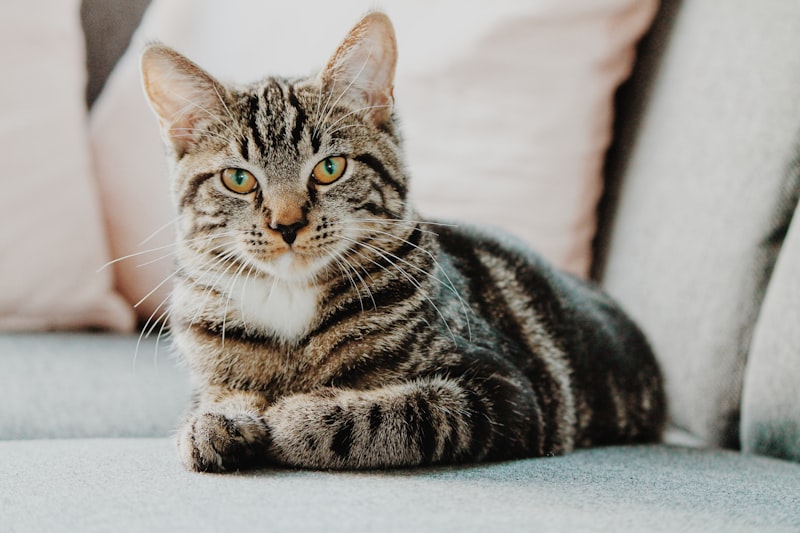 A curious cat