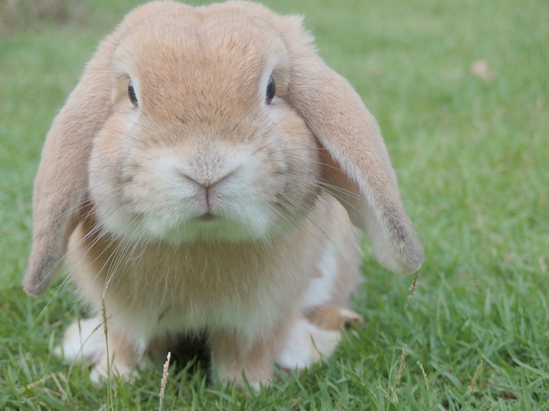 A fluffy rabbit